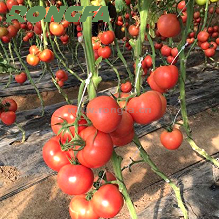 Garden Plastic Tomato hooks 