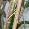 Biodegradable Natural Paper twist ties Garden Bind Wire