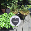 Slate Plants Labels