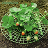 Garden Plants Strawberry Growing Plastic Frame