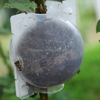 Plant Grafting Growth Rooting Ball